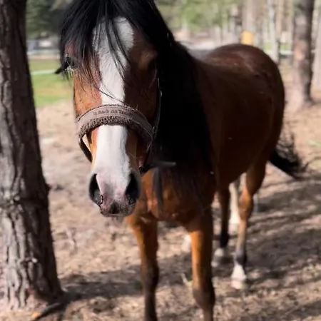 Hotel My Tree Warszawa, Macierowe Bagno
