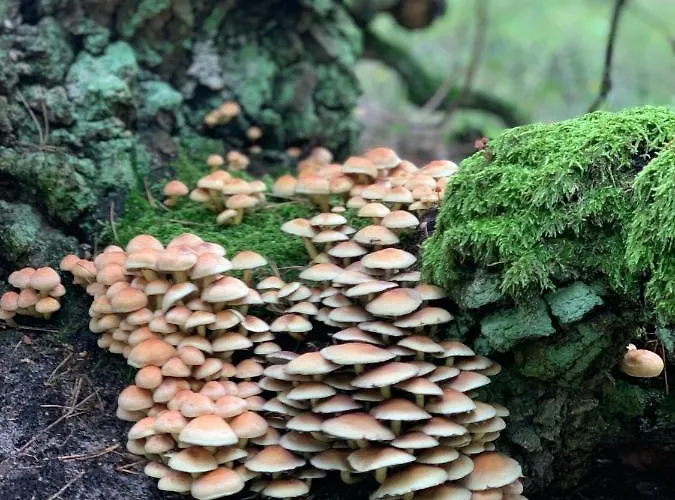 My Tree Warszawa, Macierowe Bagno Hotel *