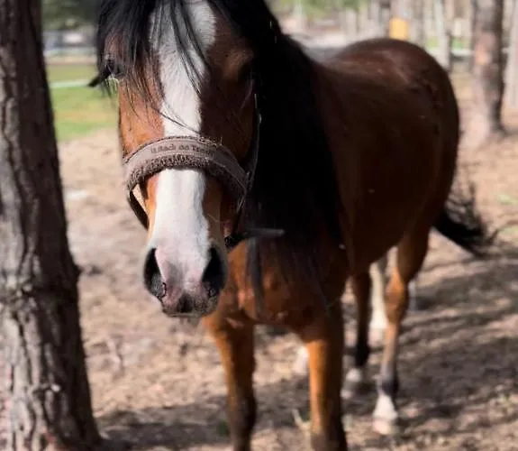 Hotel My Tree Warszawa, Macierowe Bagno
