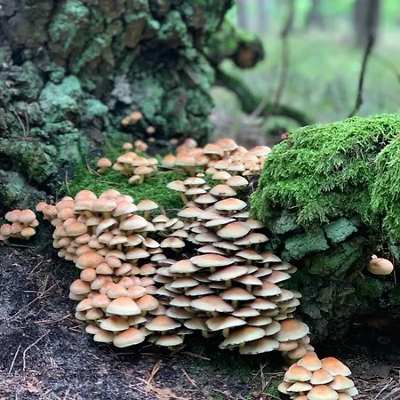 My Tree Warszawa, Macierowe Bagno Hotel *