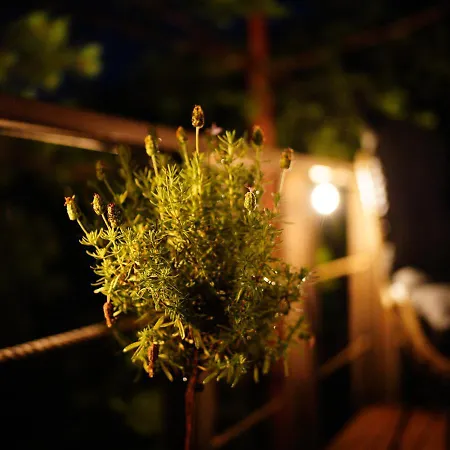 My Tree Warszawa, Macierowe Bagno *