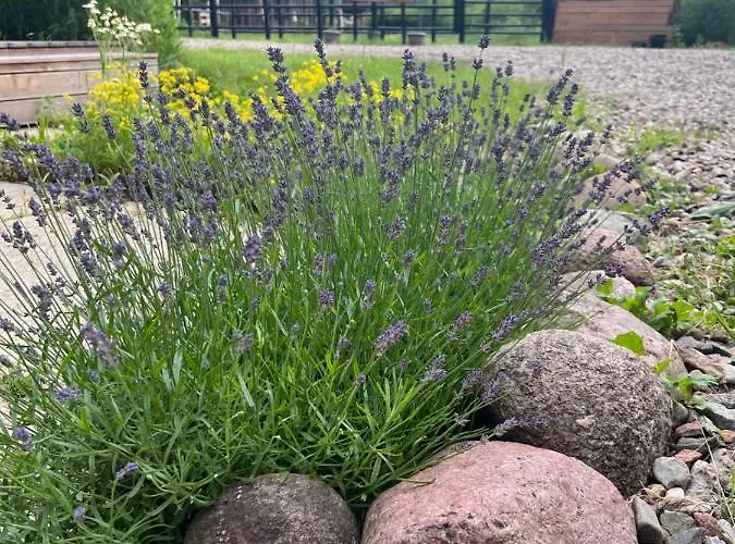 My Tree Warszawa, Macierowe Bagno Warschau