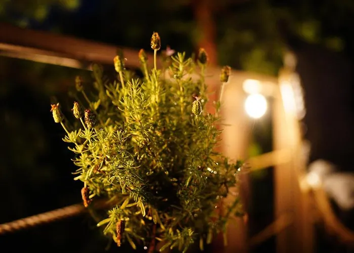 My Tree Warszawa, Macierowe Bagno *